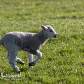 Lambs - Spring 2020