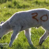 Lambs - Spring 2020